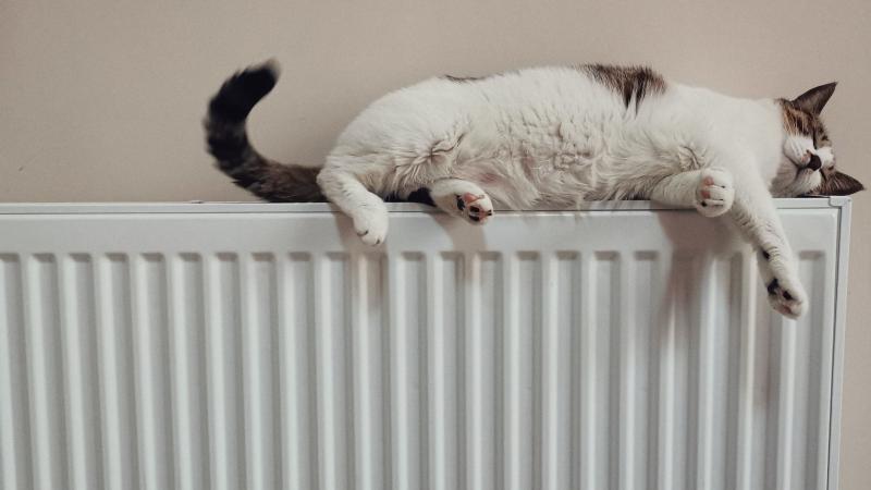 Kat op verwarming