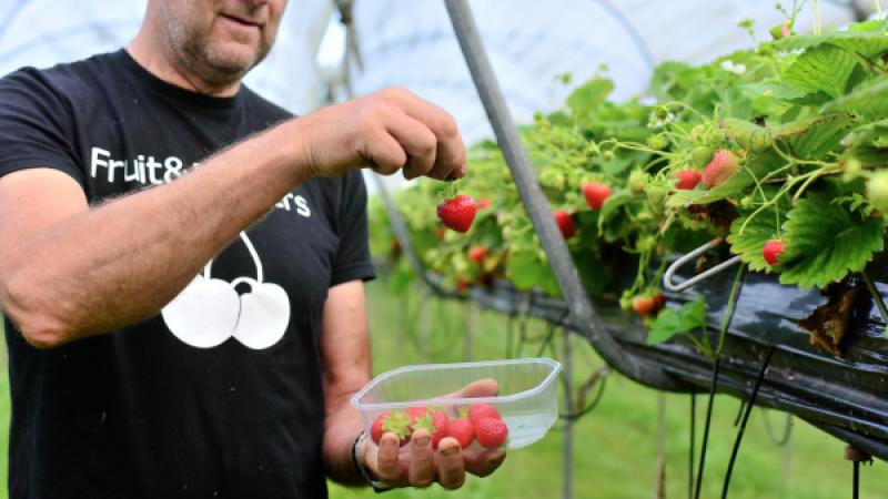 Fruitteler en arbeidsmigrant plukt aardbeien en doet ze in een plastic bakje