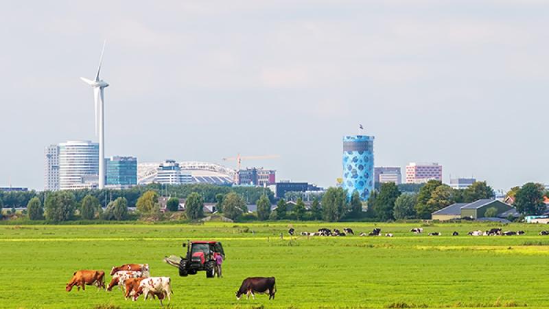 Afbeelding van een weiland met koeien en een tractor. Een stad op de achtergrond