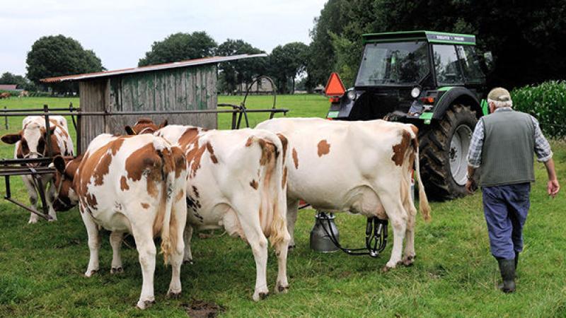 Boer, 4 koeien en tractor in een weiland