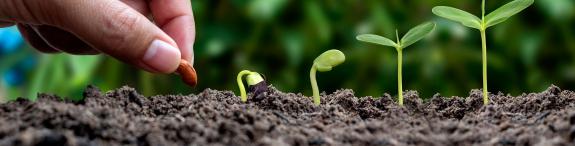 een hand plant een zaadje, daarnaast een groeiend plantje
