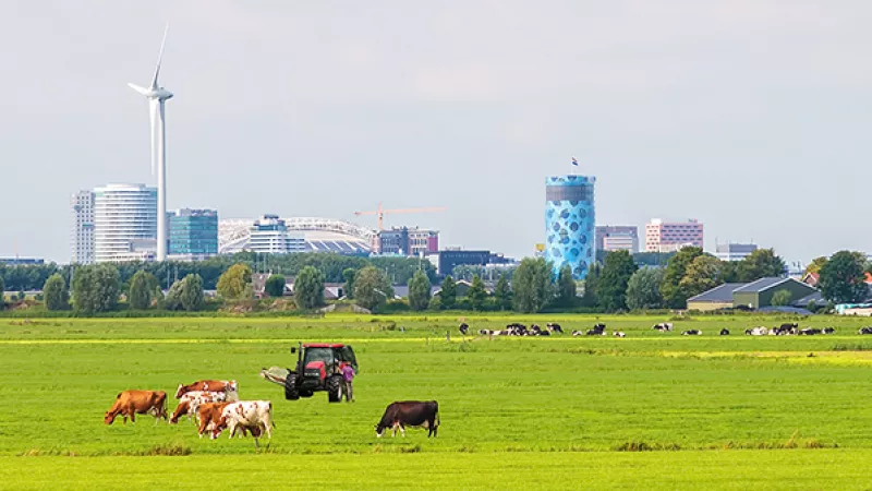 Weiland met koeien met hoogbouw op de achtergrond