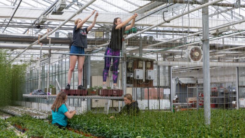 Vrouwen aan het werk in een kas