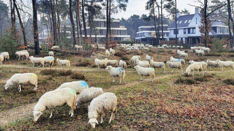 Schapen in Kerkcebosch Zeist
