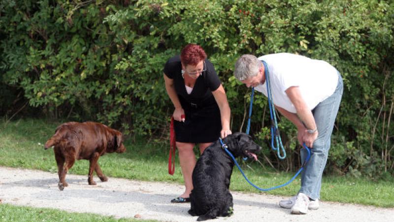 honden en hun baasjes in het park