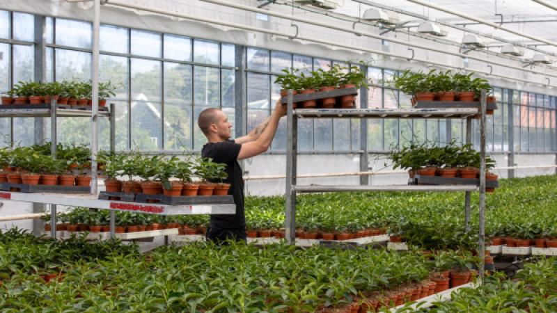 Een jongeman is aan het werk met planten in een kas