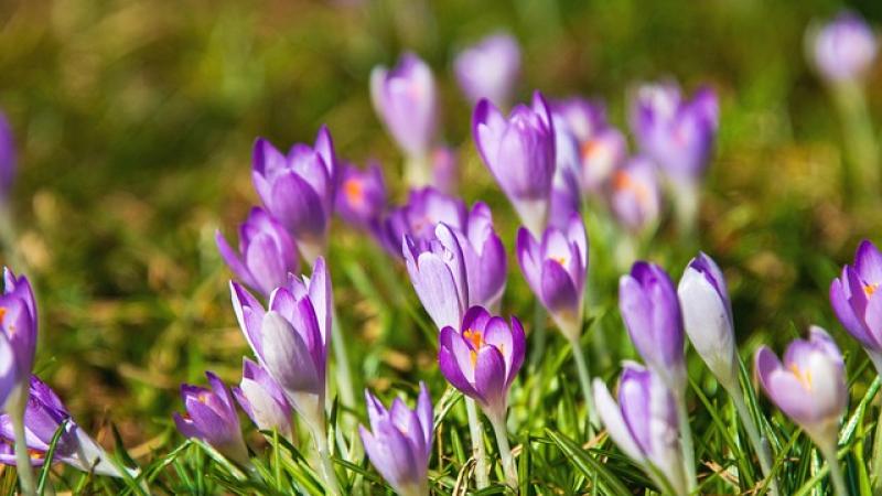 Voorjaarsbloemen