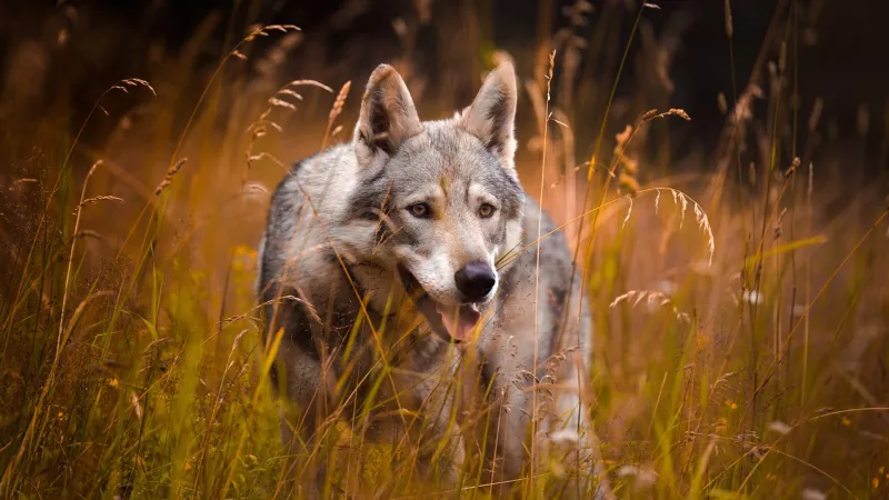 wolf in korenveld, kijkt richting de camera