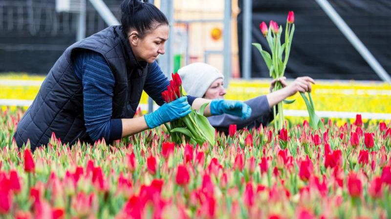Arbeidsmigranten plukken tulpen